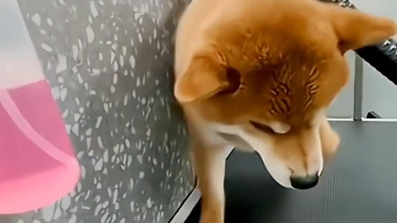 #funny #animal #humor #cats #dogs #pets #rumble #viral #trending 009