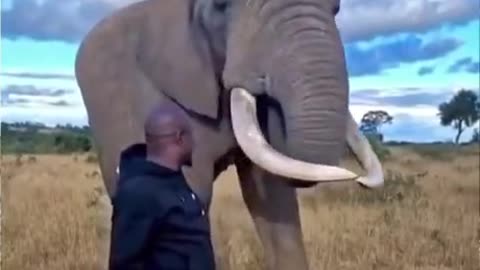 Elephant pretends to eat this guys hat!!