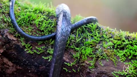 ANIMAL VIDEO 🍂🦕4k video 🦖/ WATCH FULL/HIGH QUALITY