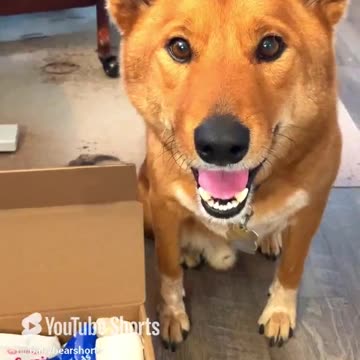 Sometimes You Just Need to Try Your Pets Treats