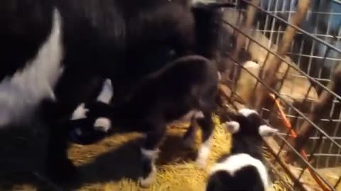 PYGMY GOAT KIDS MUSIC !!!!