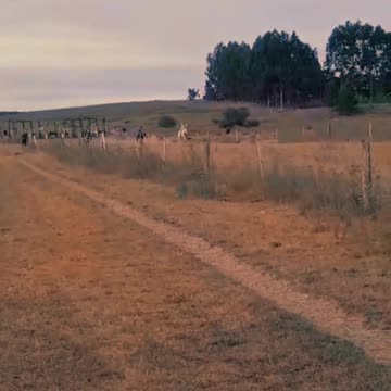 Carrera de caballos en la pista Las Palmeras de Tacuarembó (26/01/2025)