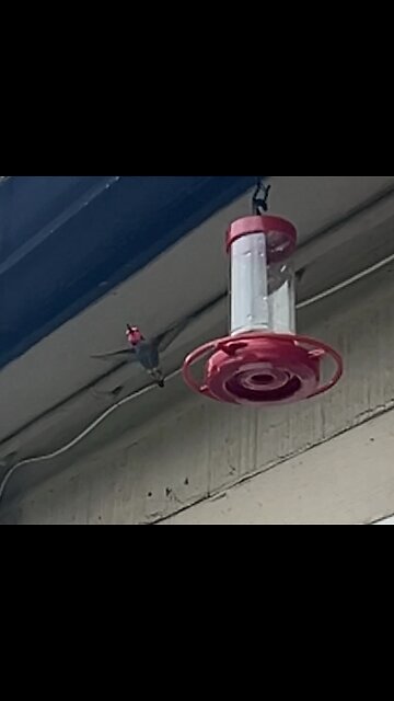Hummingbird feeding