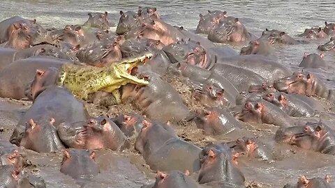 30+ Hippos Attack One Crocodile