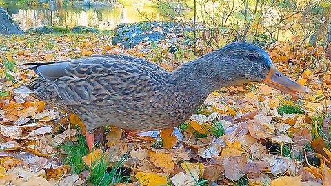 Miss Dine and Dash, Mallard Duck Hen