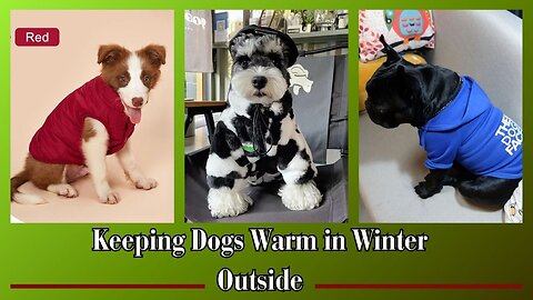 Best Ways to Keep Your Furry Friend Warm in Winter Outside