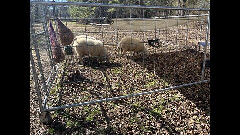 Our Rams on the newly leased pasture nextdoor