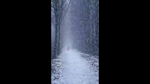 Dance of snowflakes in the arms of trees: the winter symphony of the forest😍❄️😍