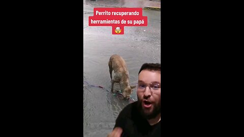 Este perrito es un excelente chalan de mecánico 🥰