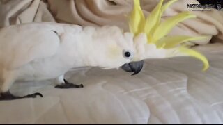 Intermède animalier - Total destruction of the Parrot