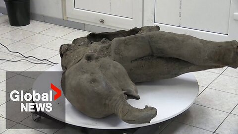 Remarkably well-preserved 50,000-year-old mammoth carcass discovered in Siberia