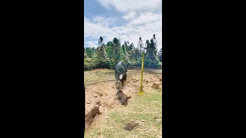 #dogandpig #pig #piganddog #dogsandpig #pighunting #piganddogs #dogvspig #cleverdogandpig #dogandpig