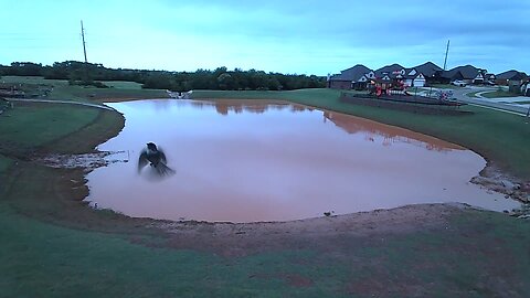 Friday at the pond