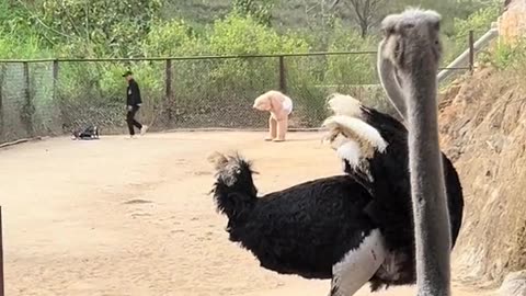 Vietnam zoo (Part 2) - Ostrich riding