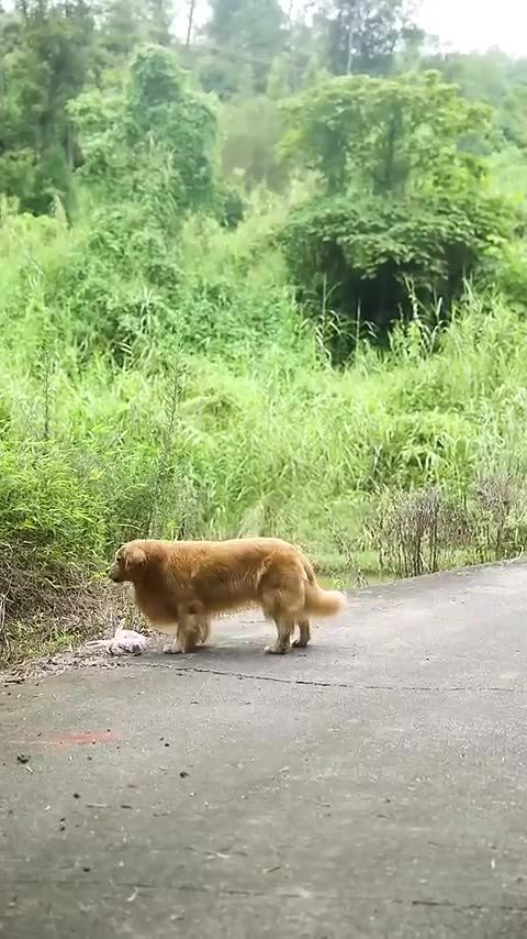 Smart Dog Shopping and Cleaning Up Trash 🤗😮