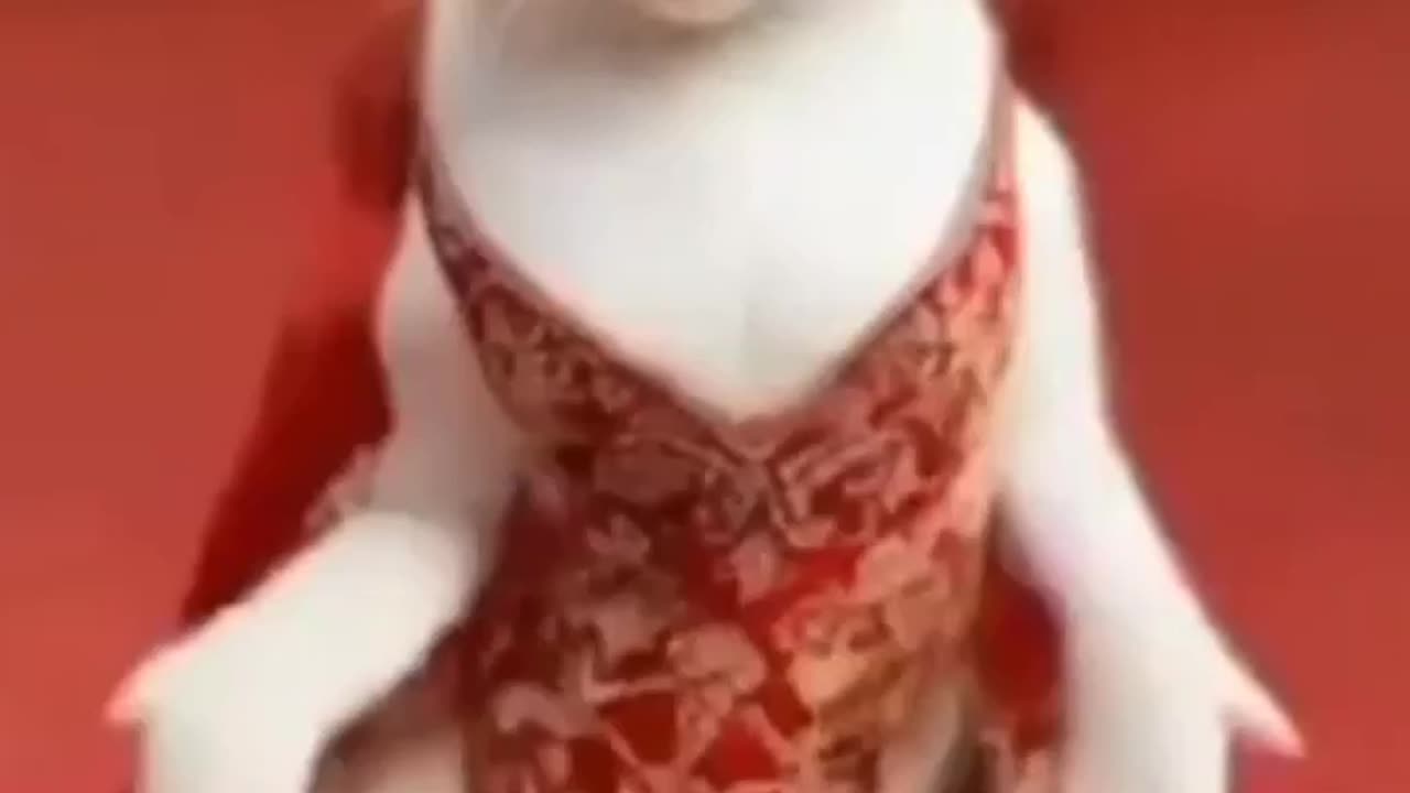 🌟👗 Glamour Cat! Evening Gown Dance Routine Stuns the Internet!