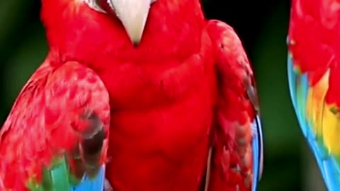 Colorful Parrots in 4K Ultra HD ✨##animalvideo #wildadventure #animals #Amazon