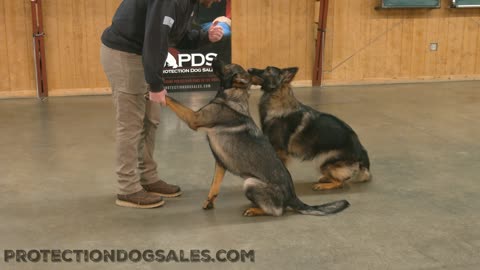 Tandem Obedience German Shepherds