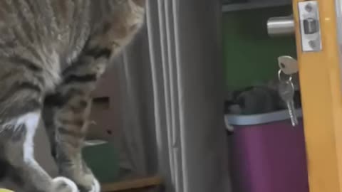 Cats are highly intelligent, see this