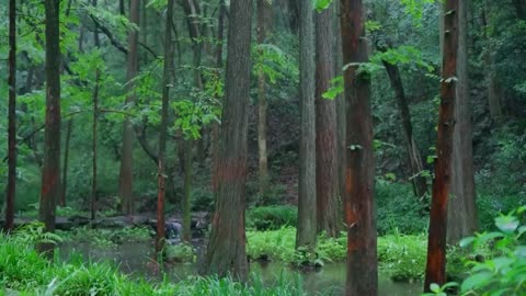 The streams and rain in the valley