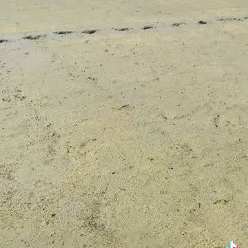 Rice Peppering - how to peppering rice ..??