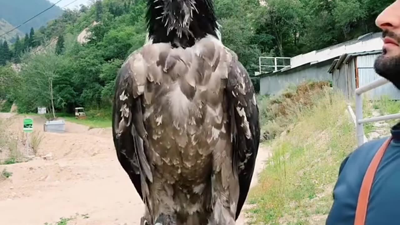 This Eagle swallow whole big bone