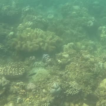 Snorkeling Through Serenity