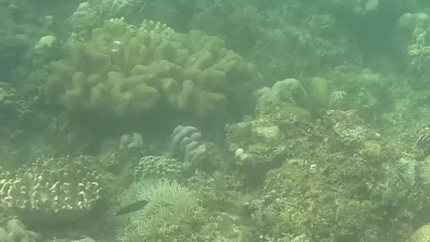 Snorkeling Through Serenity