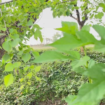 Beautiful nature birds and river sound