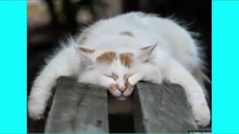 Captivating Cats & Kittens: Adorable Moments of Feline Grace