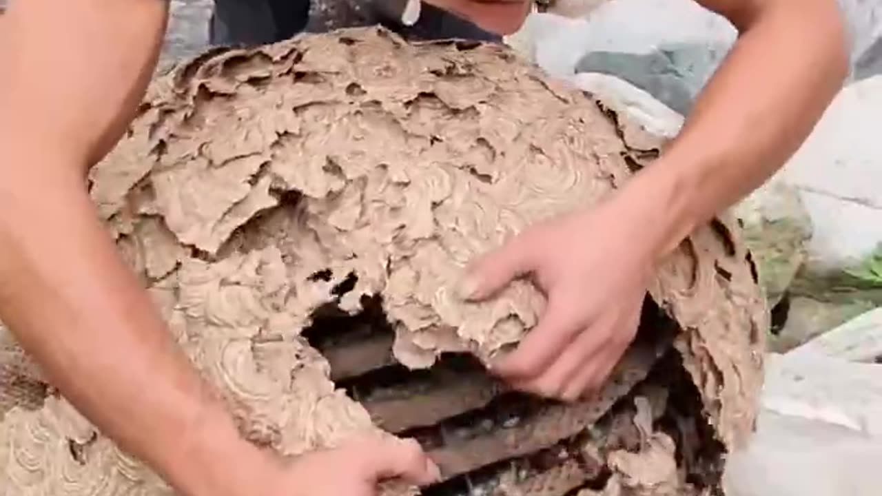 Wasp Nest