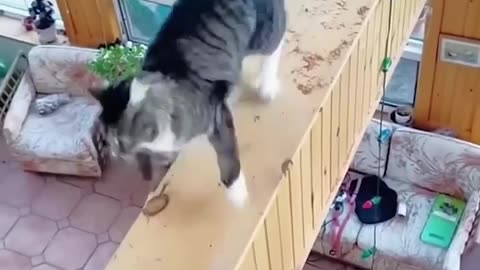 Funny cats and animals videos