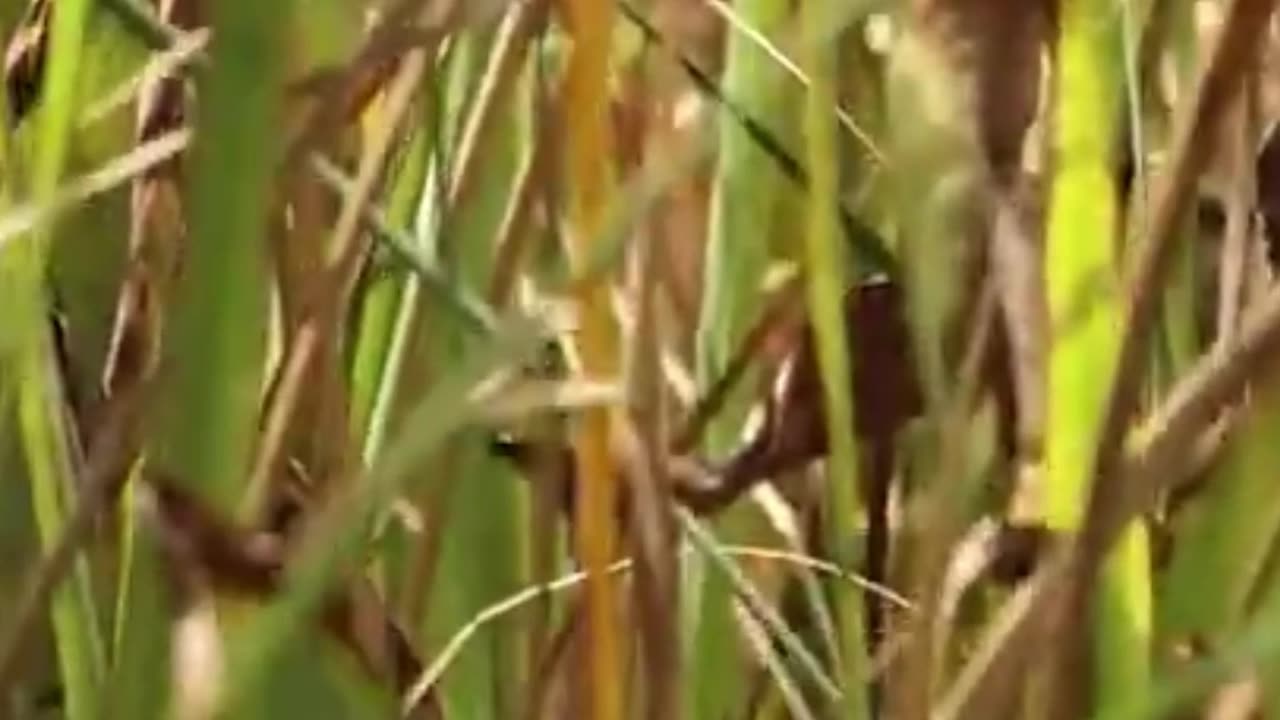 The Secret Life of Fiddler Crabs