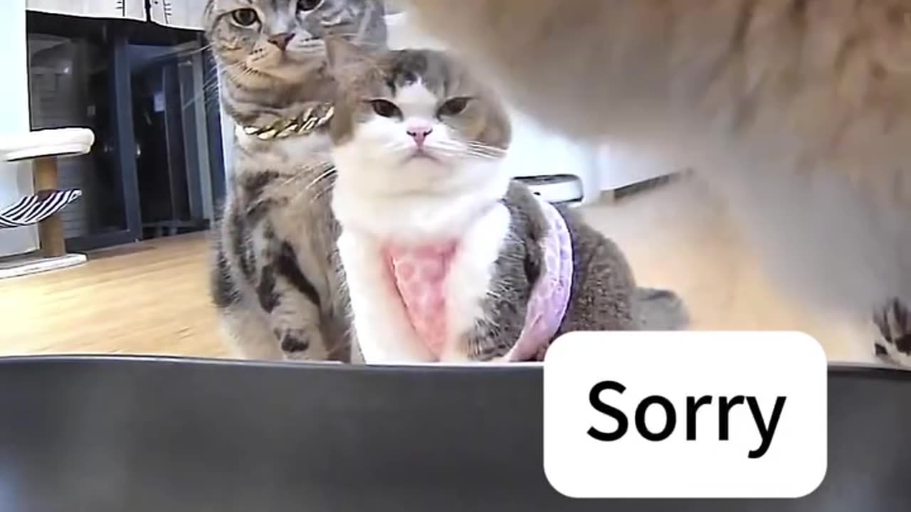 When you have a dinner date but your friend keep interrupting by taknig your mealπ€ππ