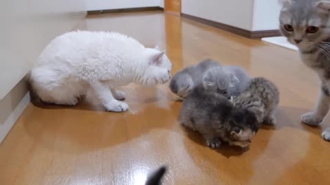 The kitten approaching the daddy cat to play with him was so cute