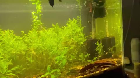 29 Gallon Heavily Planted, Father Fish Style Tank After 9 Months