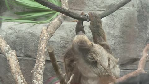 Sloth Crossing opens at the Jacksonville Zoo and Gardens: Meet Ruth and Chata