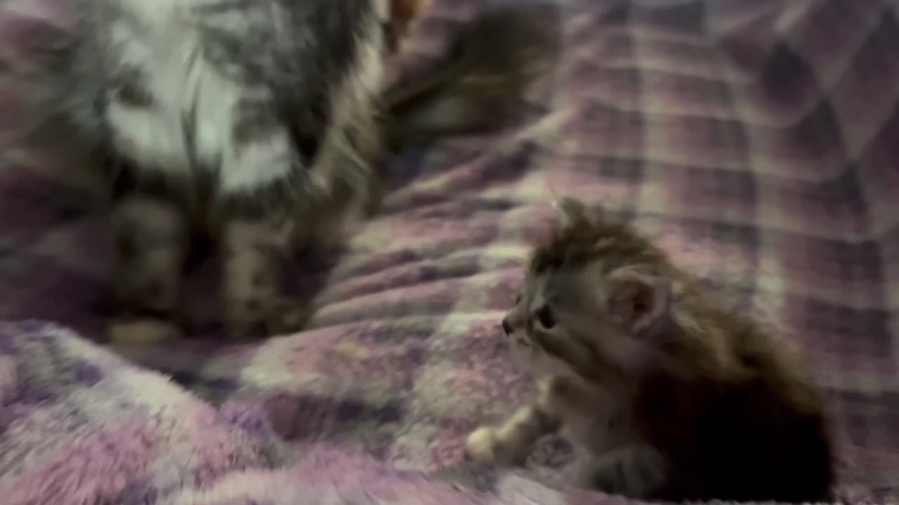 Newborn Maine Coon Kittens - Sterling and Penny