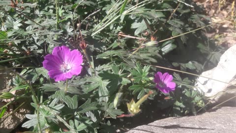 Geranium on a sunny day