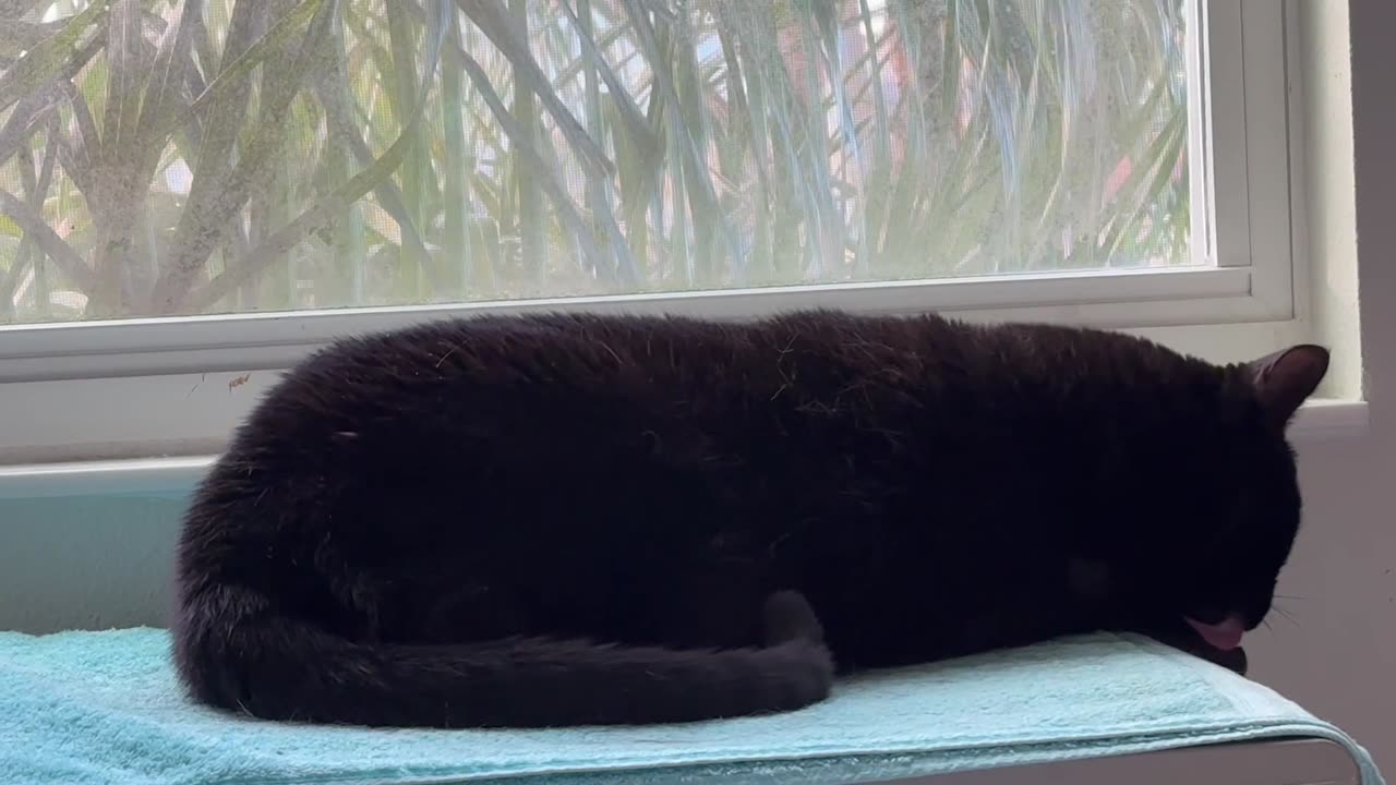 Cute Precious Piper Makes Sure That Her Hands are Clean - Adopting a Cat from a Shelter Vlog