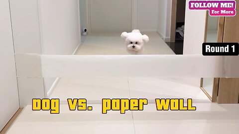 Puppy vs paper wall