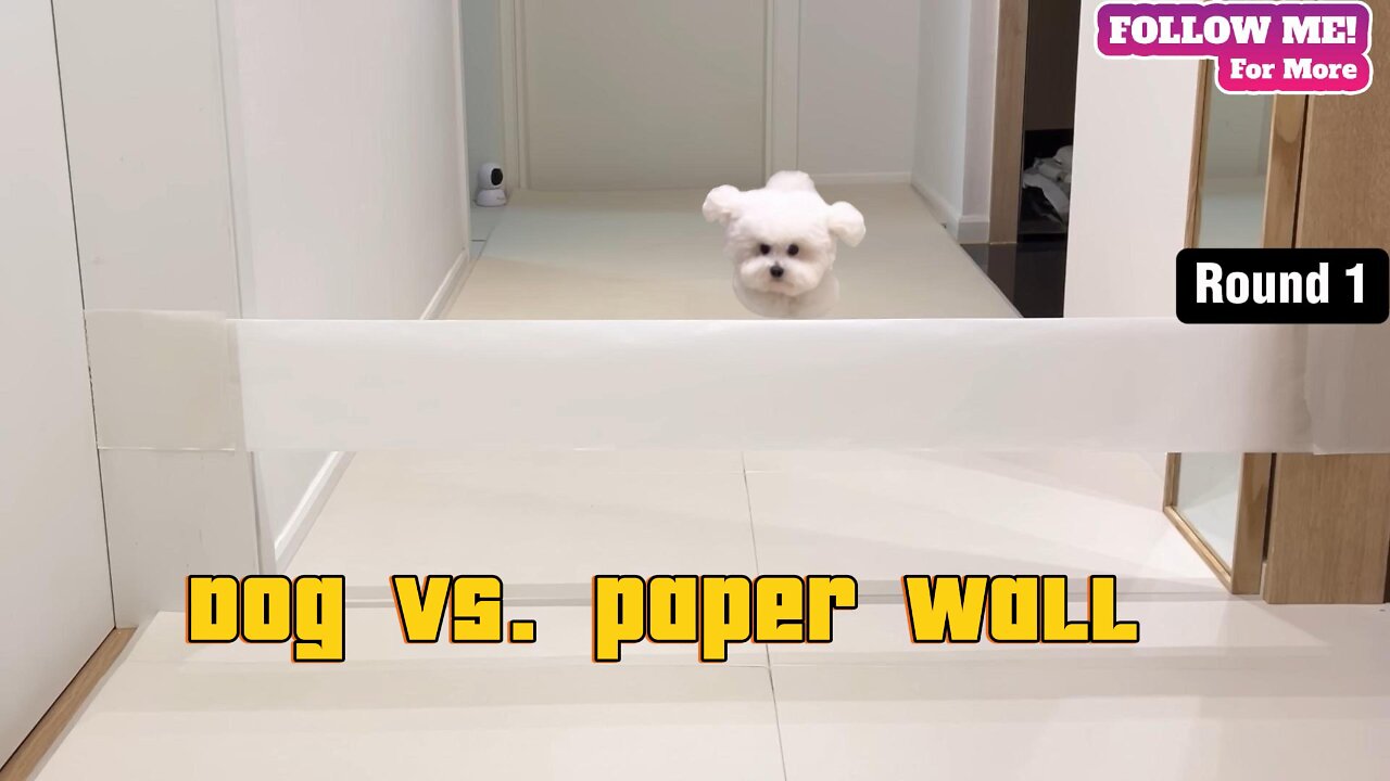 Puppy vs paper wall
