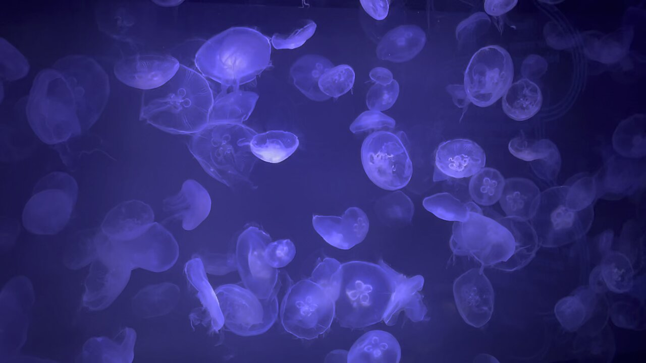 Moon Jellyfish