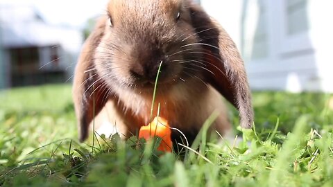 Crunch, Crunch! ASMR Bunny Eating Delight🐇🐰