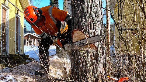 Would You Dare to Finish This Very Challenging Backyard Tree Removal Job?