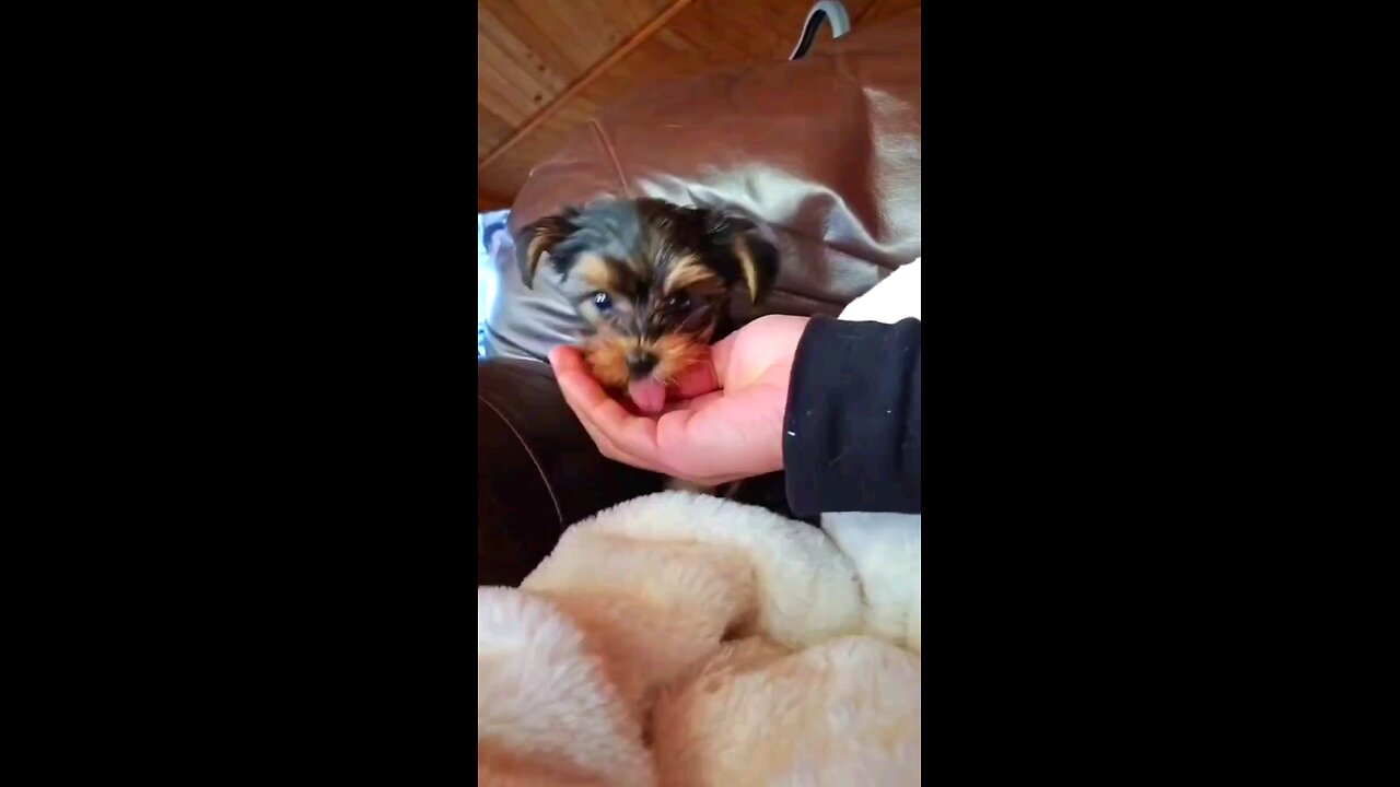 cute Yorkie Puppy