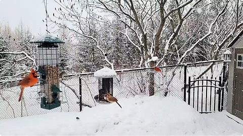 🔴 Live Cam Bird Feeder - Winter Snowy Countryside Backyard Birds Squirrels Rabbit watching