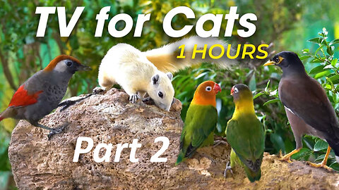 Squirrel and Bird Watching: Nature Fun for Cats & Dogs & Humans Alike - Video For Cats Part 2