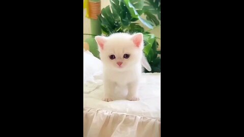 cat 🐈 & cute baby 👶 laughing video