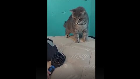 Funny Little Animals 🐾😂| Cuteness Overload and Laugh-Out-Loud Moments!